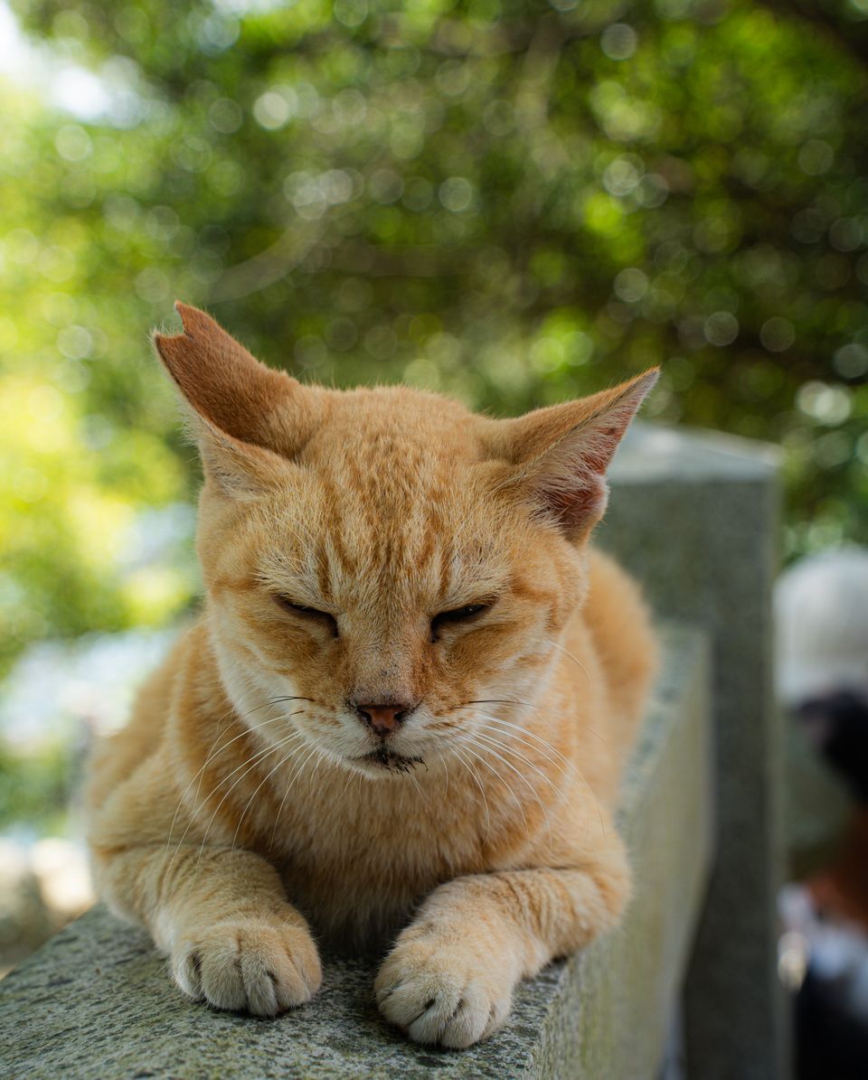 猫