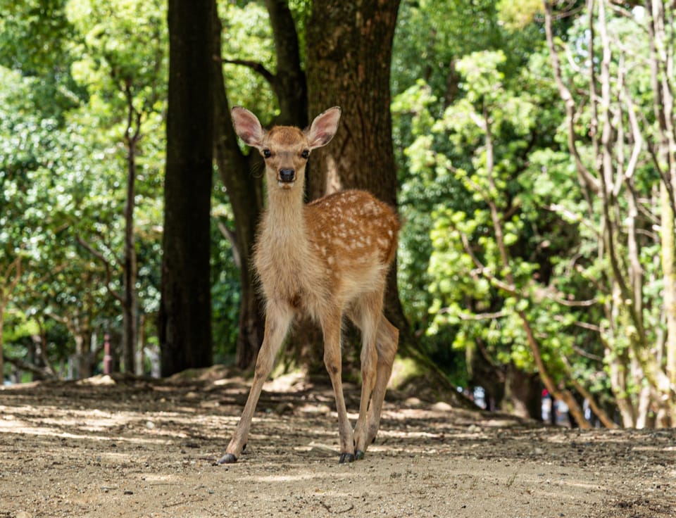 奈良公園の鹿