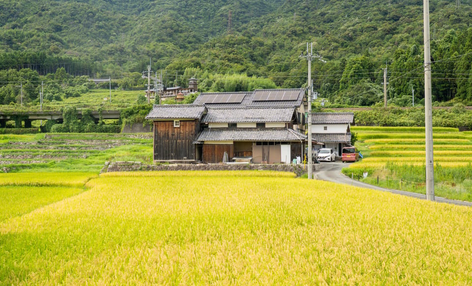 湖西の田んぼ