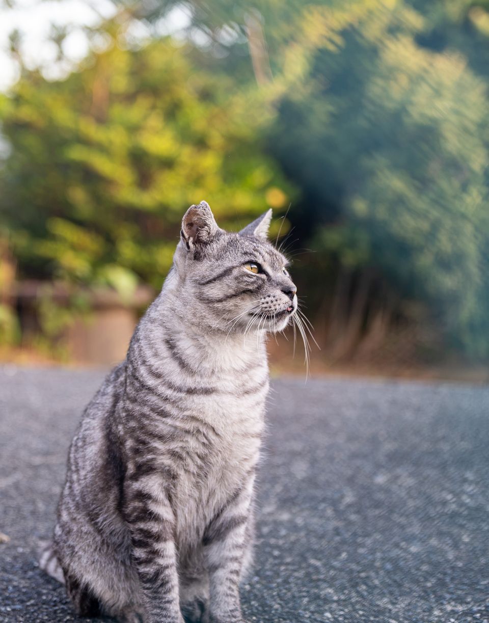 三保の猫
